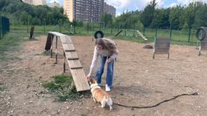 Как тренировать собаку породы корги? Самые первые команды.