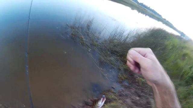 Ультралайт в Угличе. Как поймать окуня? Фанатик. Волжанка Стилет. смотреть онлайн