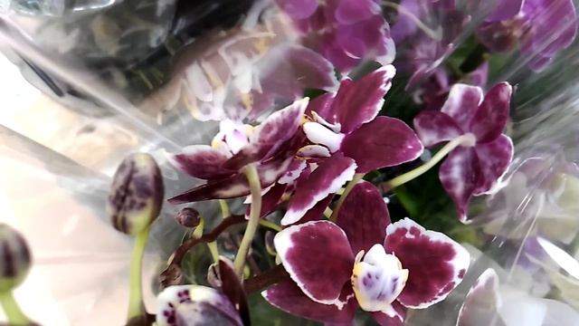 ОРХИДЕИ в Ашане(часть2). Орхидея-БАБОЧКА!!! (01.03.19) смотреть онлайн