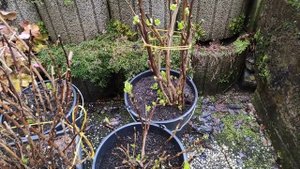 Крупнолистная гортензия  цветет каждый год!