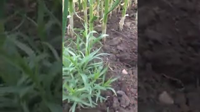 Эстрагон Тархун!выращивание размножение черенкование смотреть онлайн