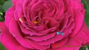 Роза чайно-гибридная Джорианда (jorianda) ? обзор: как сажать, саженцы розы Джорианда