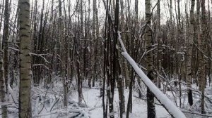 охота на кабана с лайками