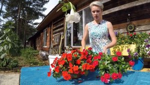 ЦВЕТУЩИЕ КАТАРАНТУС, БАЛЬЗАМИН, ИМПАТИЕНС .