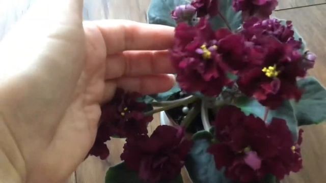 Сравнение двух темно -красноцветковых сортов. АВ-Крымская Черешня и РС-Чёрный Бархат. смотреть онлайн