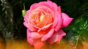 ФУТАЖ  РОЗА В ОГНЕ