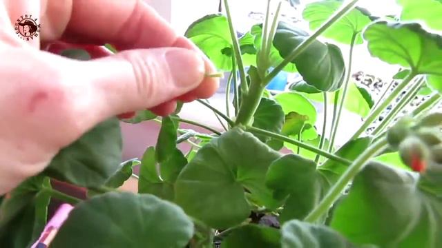 Пеларгония. Как зимует герань. смотреть онлайн