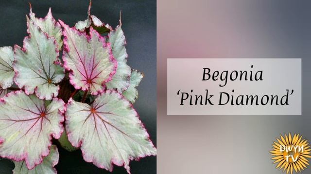 REX CULTORUM BEGONIA | VARIETIES смотреть онлайн