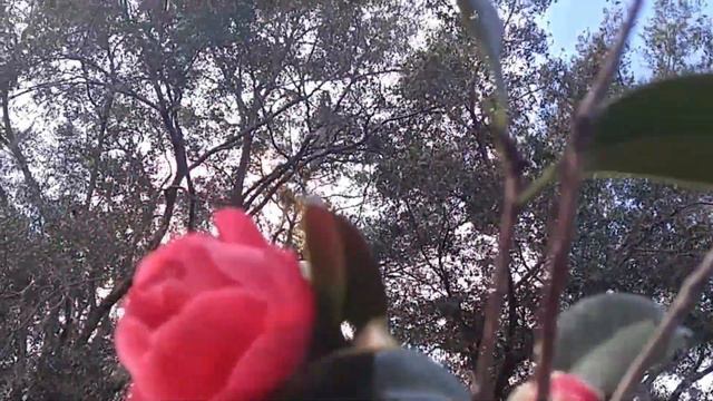 Camellias blooming смотреть онлайн