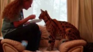 Кошка породы Ашера