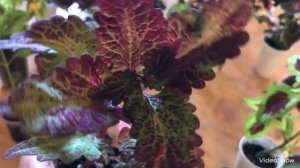 Черенкуем Колеусы. Моя коллекция Колеусов.