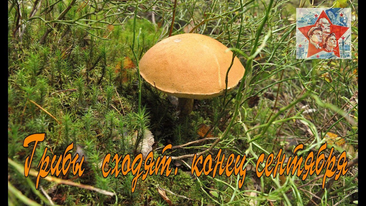 Грибы сходят, червяки отъедаются, конец сентября. Тихая охота. Грибалка. Архив 2016 смотреть онлайн