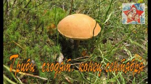 Грибы сходят, червяки отъедаются, конец сентября. Тихая охота. Грибалка. Архив 2016