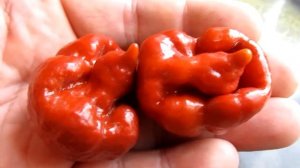 Trinidad Moruga Scorpion Caramel - Тринидад Моруга Скорпион Карамель