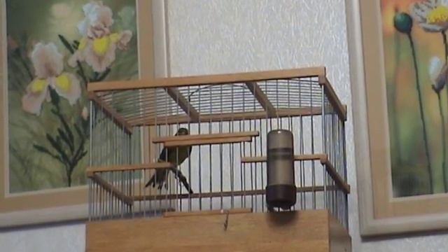 20140126162801 гибрид канареечного вьюрка с канарейкой смотреть онлайн