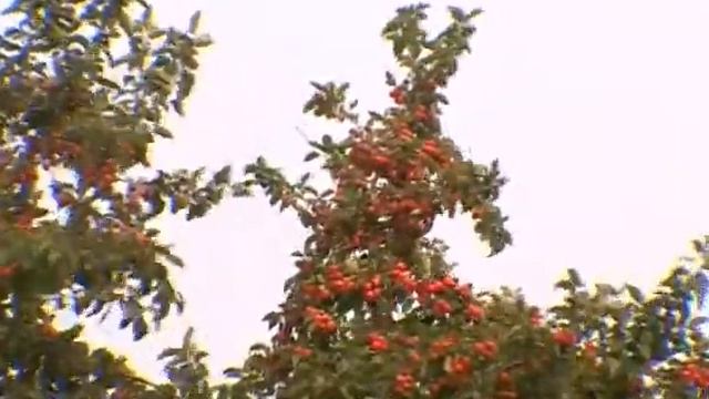 Фуфанон