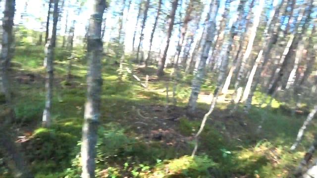 Сестрорецкое болото. Грибы в СПБ.