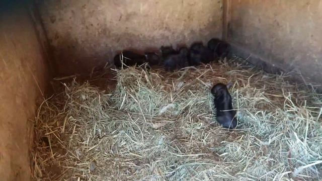 Долгожданные поросята смотреть онлайн