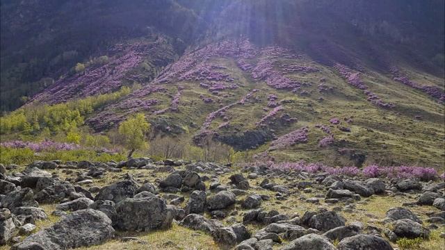 Заповедная долина Чулышмана