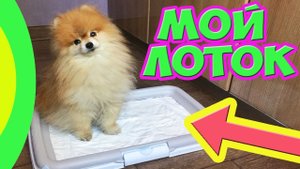 ТУАЛЕТ ДОМА для собак ✔️ ИЗБАВИЛИСЬ ОТ ЛУЖ И ЗАПАХА ✔️ Лоток для щенка