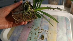 ПЕРЕСАДКА и АДАПТАЦИЯ азиатских ОРХИДЕЙ в размере 2,5 ✅ TRANSPLANTATION of Asian ORCHIDS ✅