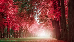 Beautiful Relaxing Music - Romantic Music with Piano (Peder B. Helland - Autumn Colors)