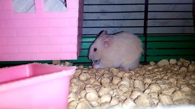 Хомячонок Сёмочка смотреть онлайн