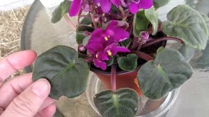 How to take care of African Violets