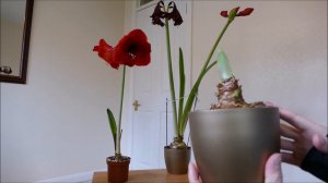 Amaryllis Update With Time Lapse (March 2019)