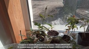 Микроцитрус  Фаустраймедин. Обзор прививки