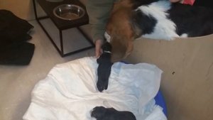 Роды у Бигля Джесси