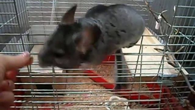 Дразнят шиншиллу