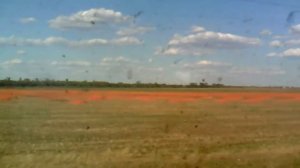 Как делают томатный сок. Tomatoes in the fields.