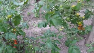 Пасынковать или не пасынковать черри - предварительный результат