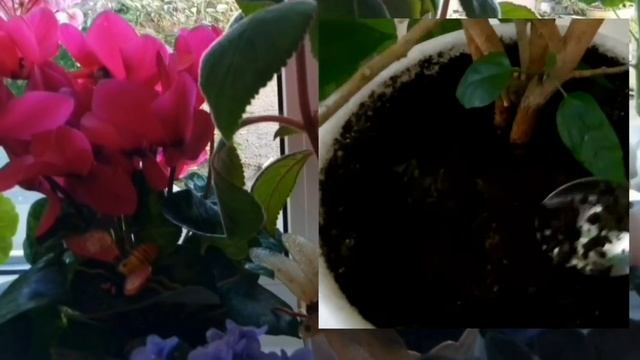 Чайная заварка в качестве удобрения для комнатных цветов.Можно ли поливать чаем комнатные растения?