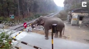 Слон переход железнодорожный переезд