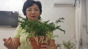 Даваллия. Уход и размножение. #папортник, #Әлия_әлемі_qazaqstan