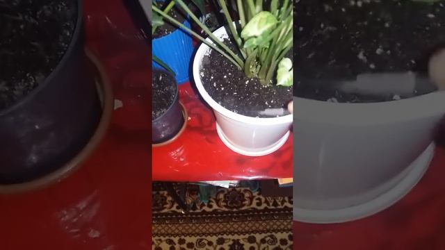 Топырақты қопсытып туру қажет смотреть онлайн