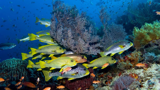 Как появились моря и океаны.