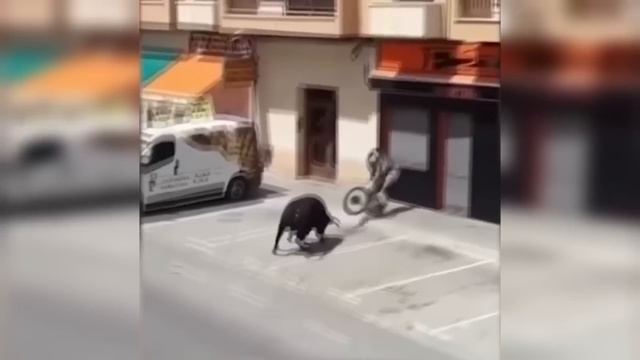 Львица Выбрала НЕ ТОГО Противника! Сумасшедшие Битвы Животных В Дикой Природе смотреть онлайн