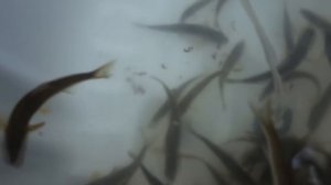 Как сохранить живца в домашних условиях