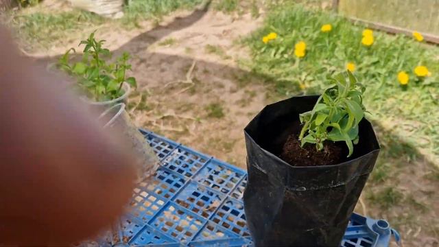 Цветы. Петуния. Черенкование цветов. 2й этап - посадка.