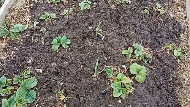 Наша дача - Май 2022 г. Цветет клубника, перекопка гряд, выкапываем озимый лук и сажаем снова. смотреть онлайн