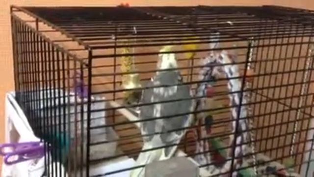 Говорящий попугай смотреть онлайн