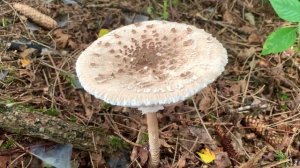 Parasol, Riesenschirmling, Riesenschirmpilz, Schulmeisterpilz, Schnitzelpilz | Macrolepiota procera