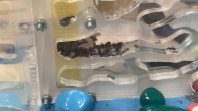 Муровьеи смотреть онлайн