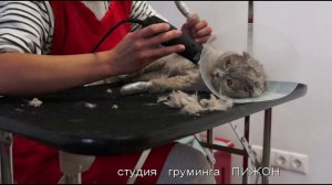 Стрижка кошек без наркоза Студия груминга Пижон