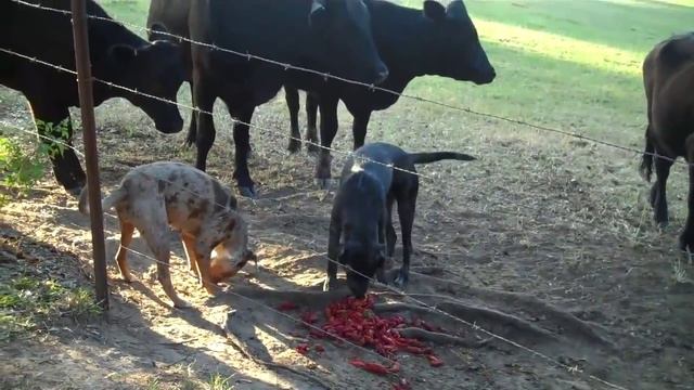 catahoulas vs black angus round 2 смотреть онлайн