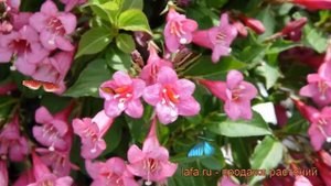 Вейгела цветущая Румба (weigela florida rumba) ? Румба обзор: как сажать, саженцы вейгелы Румба