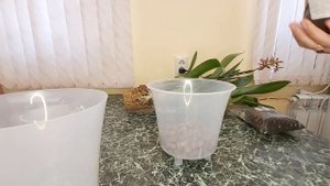 Пересадка ОГРОМНОЙ орхидеи перевалкой в Готовый грунт для орхидей орхо?рай БРАССИЯ